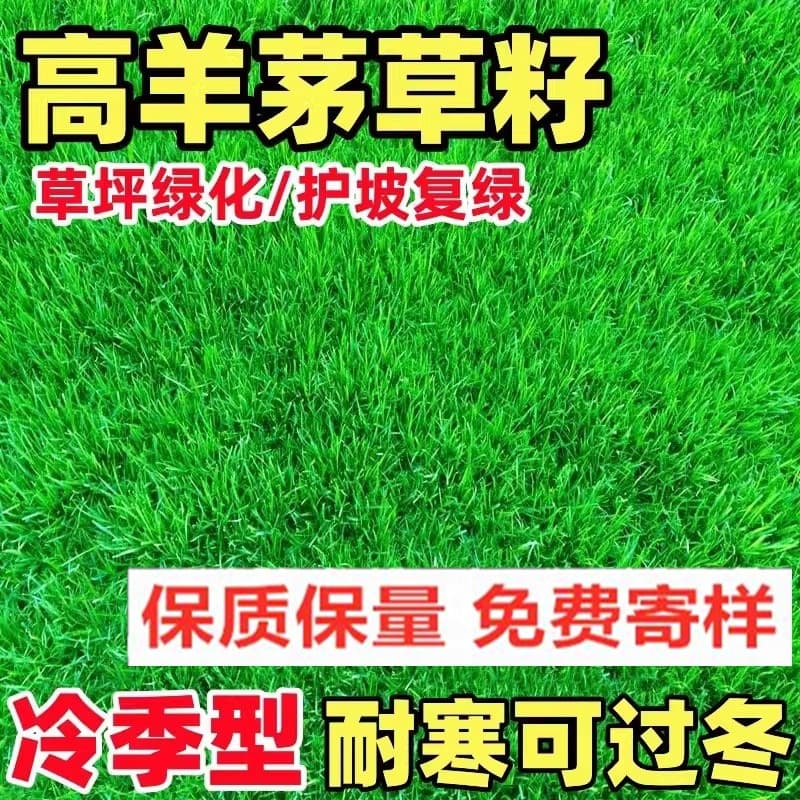 Tall fescue grass seeds, cold-resistant lawn seeds, ryegrass, Kentucky bluegrass, all-season green slope protection, trample-resistant courtyard.