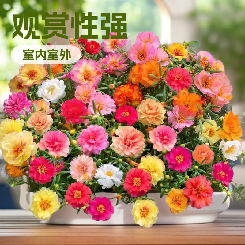 Mixed color sunflower seeds double sunflower seeds garden courtyard balcony four-season potted easy-to-live flower seeds