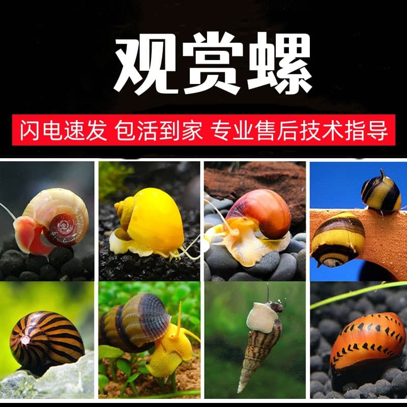 Algae-Eating Snails, Black Devil Snails, Assassin, Malaysian Trumpet, Zebra, Watermelon, Bee Horn Snails, Algae Cleaning, Snail Wholesale Pets