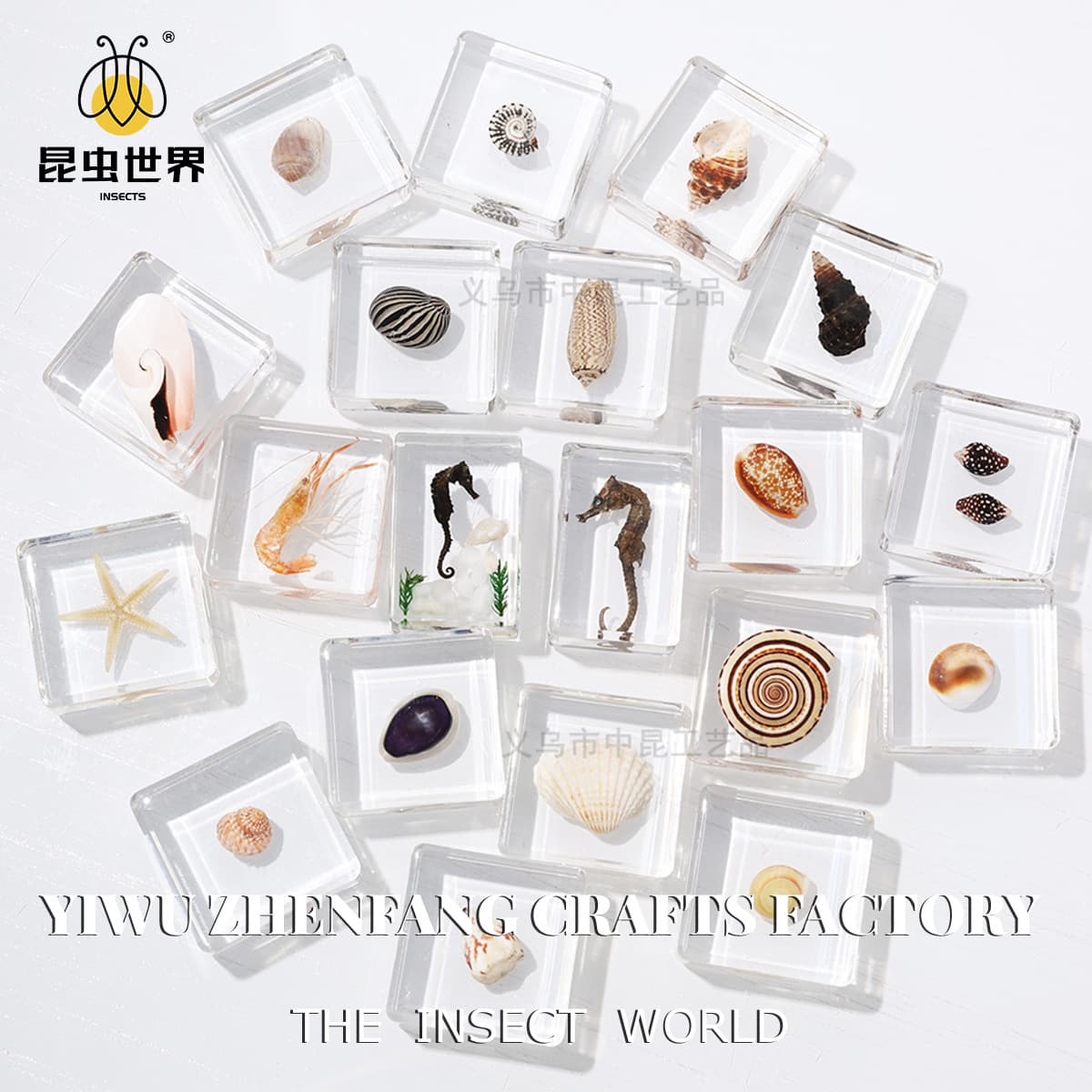 Zhenfang Craft Factory Marine Organism Shell Conch Specimens Custom Orders from Images Sampling Science Teaching Models Marine Education