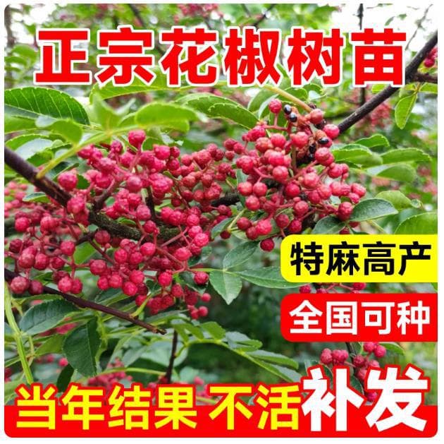Dahongpao Sichuan Pepper Seedling Tree Edible Potted Plant Ground Planting Suitable for North and South Sichuan Green Pepper Seedling Sichuan Ma Pepper Green Pepper Seedling
