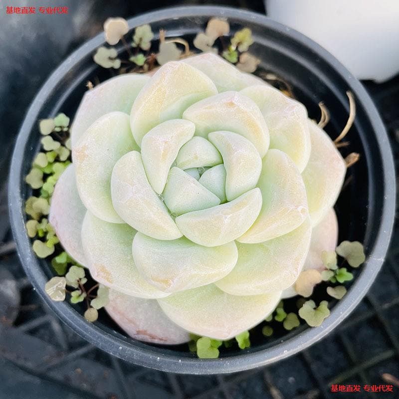 Large Succulent Plants, Mother Plants, Large Specimens, Premium Rare Succulents, Greenhouse Clearance