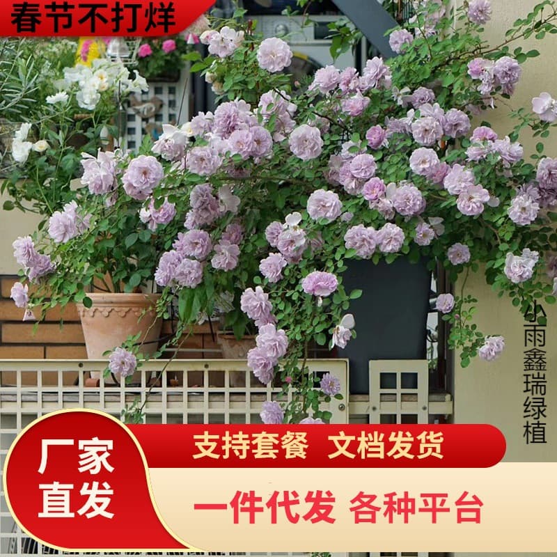 Dropshipping Sirius Rose 0.8L Pot Blue Rainy Dragon Sand Gemstone Plant Potted Rose Garden Green Plant