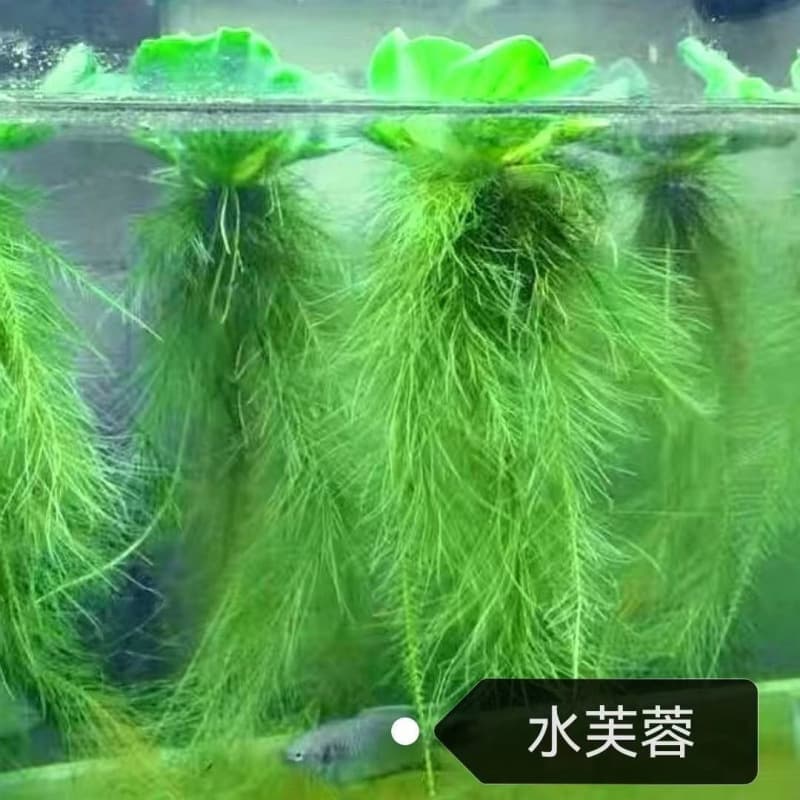 Water Hyacinth Seedling Hydroponic Floating Plant Pond Yard Landscape Green Plant Fish Tank Pool Water Purification Aquatic Grass