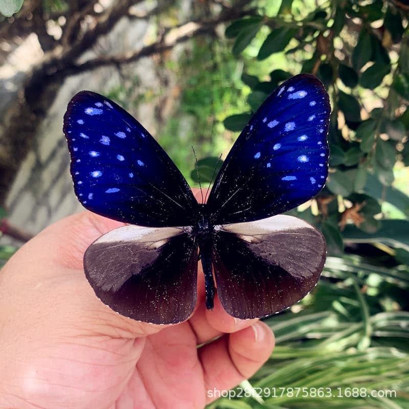 Diezhilian Butterfly Specimen Display, Real Butterfly Insect Specimen with Spread Wings, Creative Birthday Gift for Students, Transparent Box Packaging