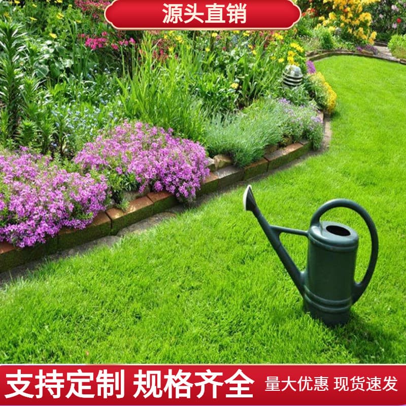 Green lawn grass seeds, easy to grow in all seasons, courtyard grass, Bermuda grass seeds, golf green slope protection, ryegrass seeds