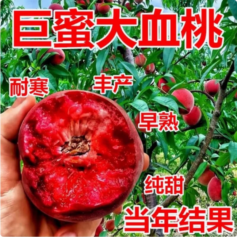New varieties of peach seedlings grafted and planted in the ground; early-maturing, extra-large winter peaches and nectarines suitable for both southern and northern regions.