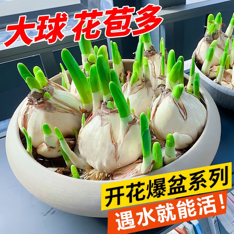 Double narcissus bulbs, water-cultured potted plants, autumn and winter blooming flowers and green plants, indoor flower and green plants, hydroponic soil culture