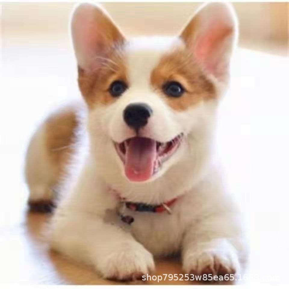 Purebred Corgi Puppy Vaccinated Dewormed Male Small Pet Dog Live 3568 Dog Rearing