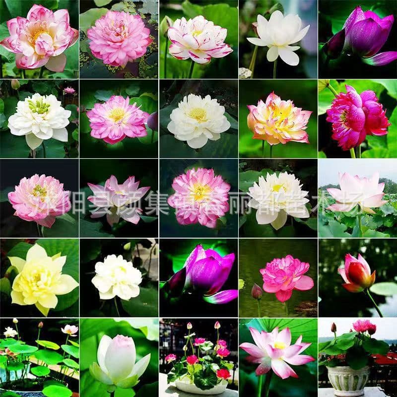 E-commerce dedicated cross-border wholesale water lily bowl lotus aquatic plant seeds hydroponic lotus lotus seed bowl lotus seeds