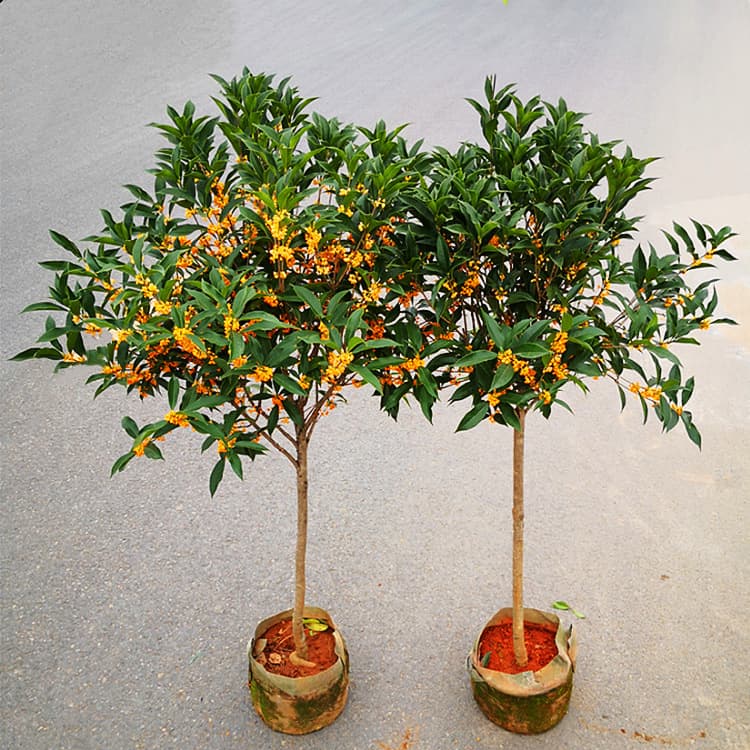 Osmanthus fragrans 'Jingui' tall tree for courtyard ground planting, native high-stem flowering plant, potted tree for courtyard villa landscape