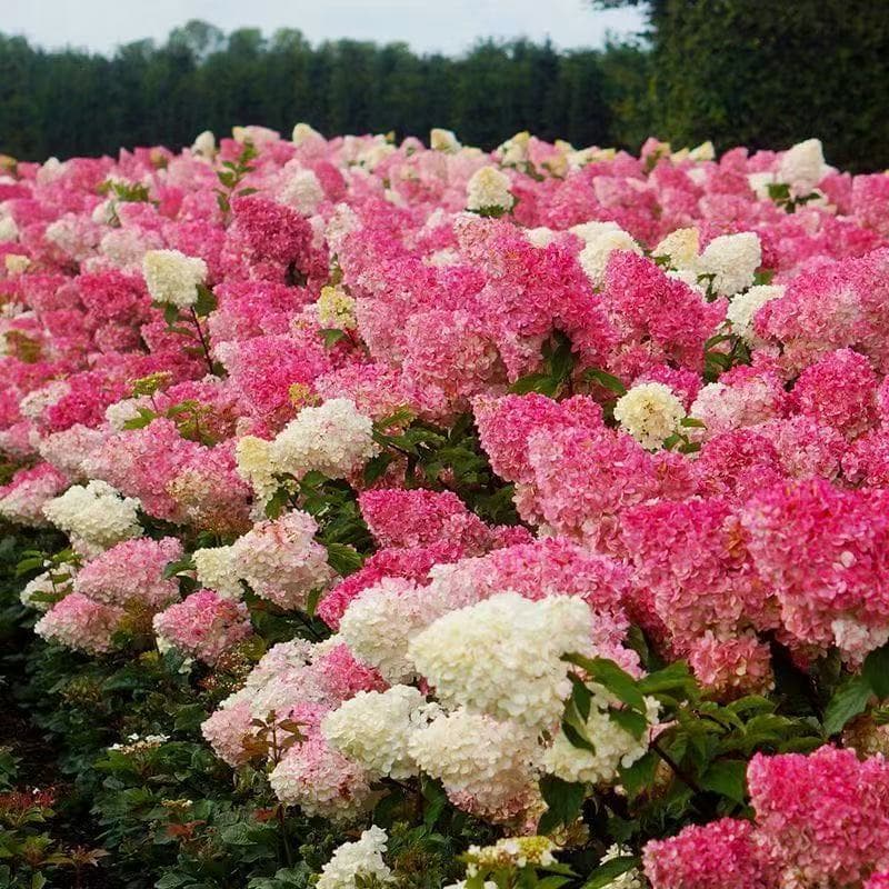 Vanilla Strawberry Hydrangea Limelight Balcony Courtyard Potted Ground Plant Heat and Cold Tolerant Summer Blooming Plant