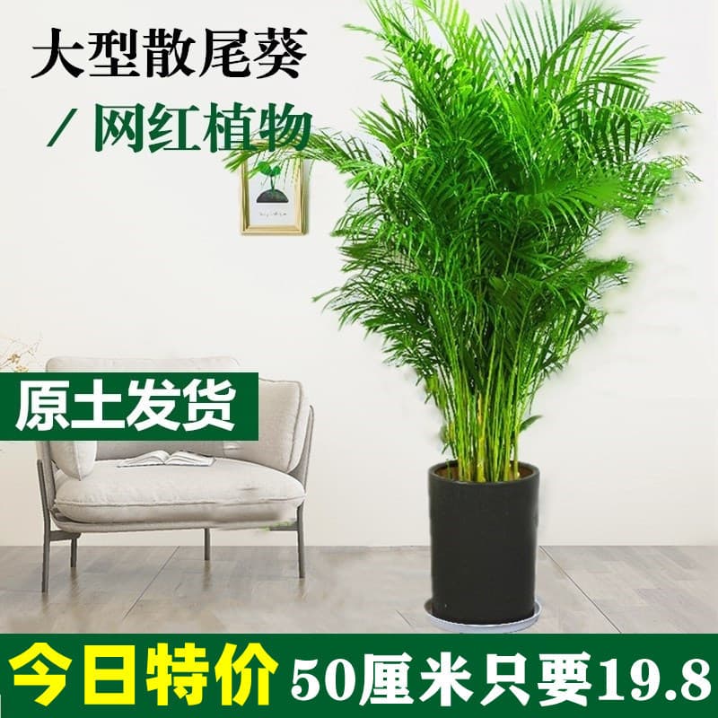 Potted plant of Sanwei Sunflower Hawaiian Bamboo Phoenix Indoor Flowers and Green Plants Coconut Indoor Large Potted Plant