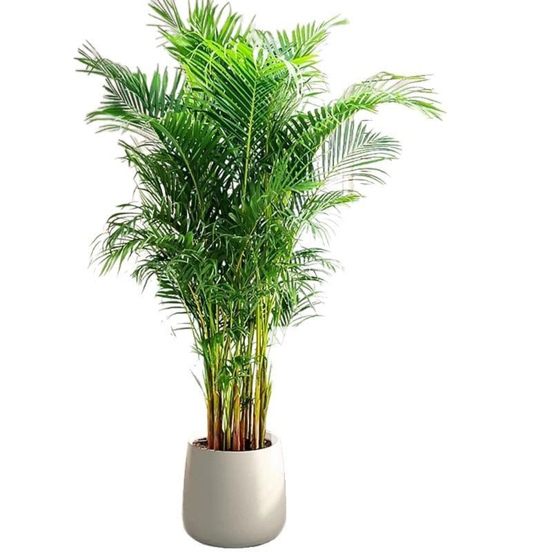 Artificial Green Plant High-End Luxury Areca Palm Floor Pot Fake Tree Indoor Living Room Bionic Plant Decoration Ornament