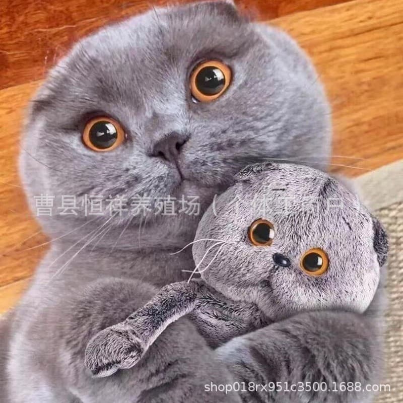 Pet Cat Kitten Live Kitten Purebred British Shorthair Blue Cat Kitten Live Short Hair Cat Kitten Live Short Leg Blue Cat