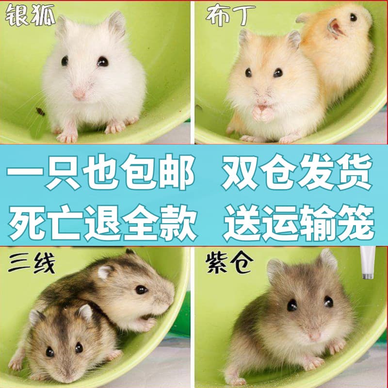 2026 Drop Shipping Hamster: Winter White, Pudu, Purple, Silver Fox, Live Golden Hamster, Long-Haired Bear, Curly Bear, Full Risk Coverage