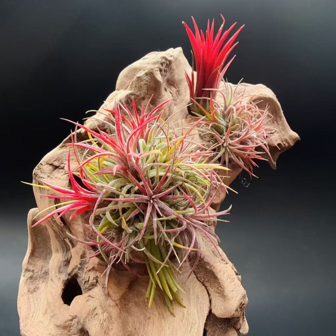 Fuego Elf Direct from Manufacturer, Base Direct Shipping - Air Plant, Soilless Tillandsia