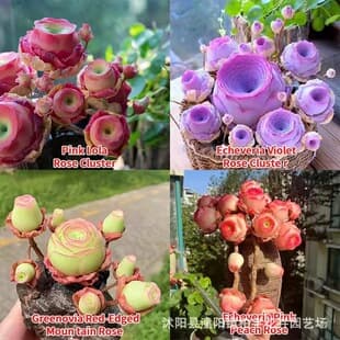 Mountain rose succulent seeds, mixed color peach rose succulent seeds, indoor balcony potted plants, easy to grow