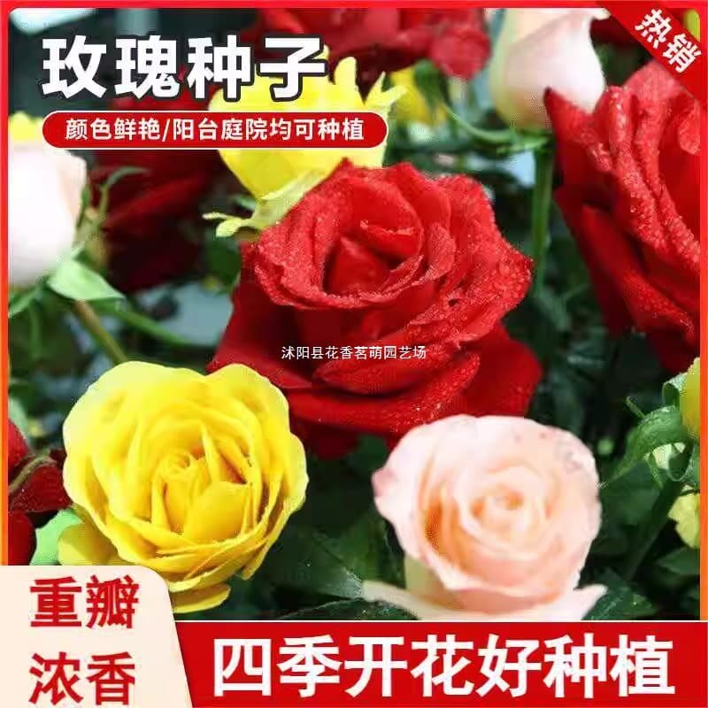 Red Rose Seeds, Green Potted Flower Seeds, Four-Season Seeds for Potted and Ground Planting, Rose Seeds