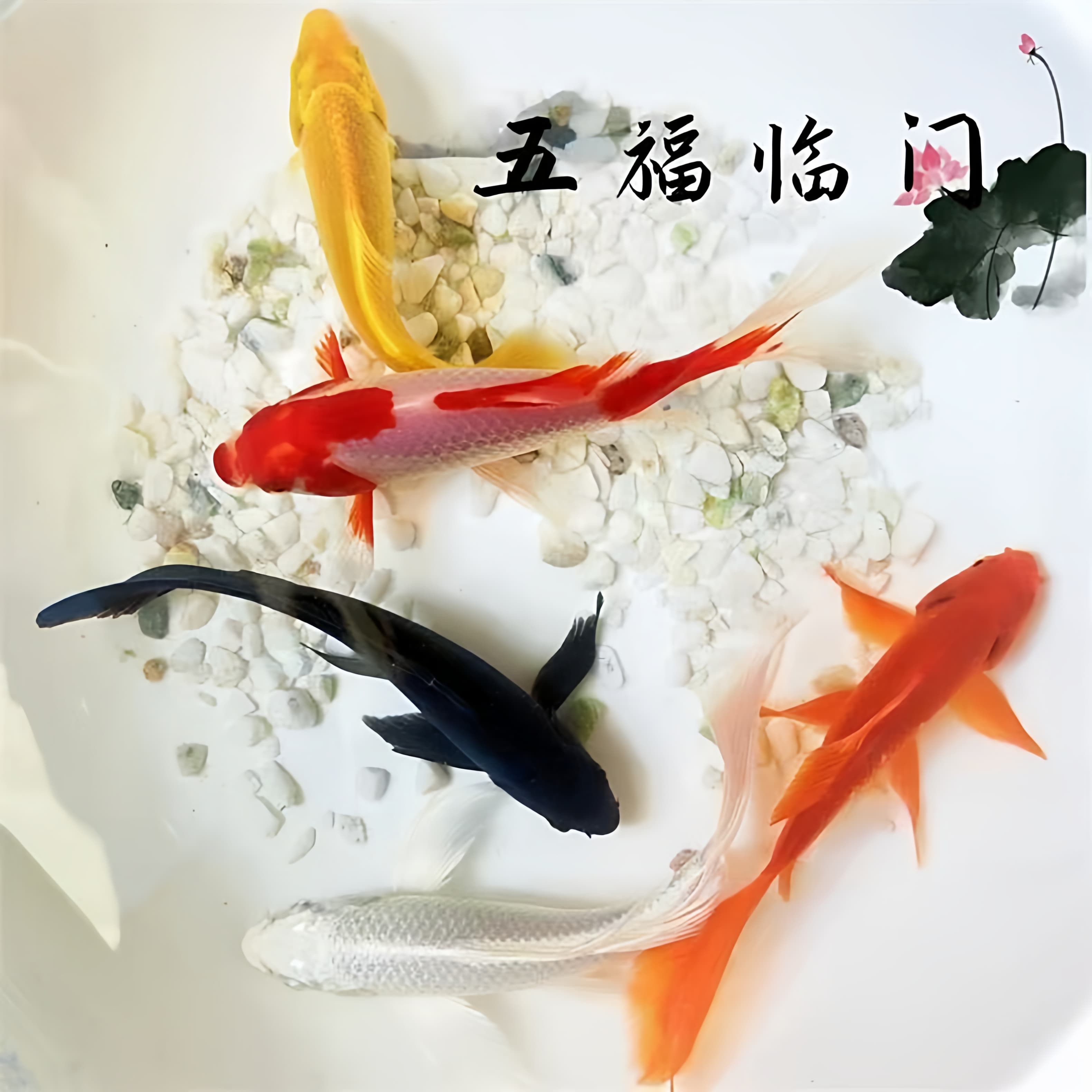 Premium Large Koi Fish Cold Water Fish Live Fish Freshwater Fish Grass Goldfish Fry Cold Tolerant Ornamental Fish Small Fish Easy to Keep and Hardy