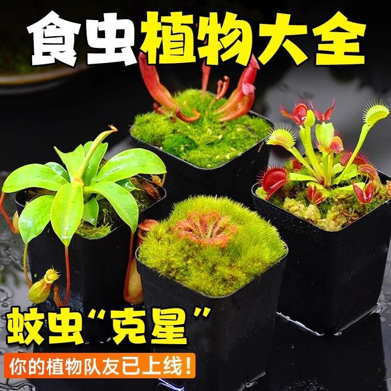 Carnivorous Plant Pot: Venus Flytrap, Pitcher Plant, Cold-Hardy Green Plants, Insect-Eating Plants, Kindergarten-Friendly, Easy to Grow