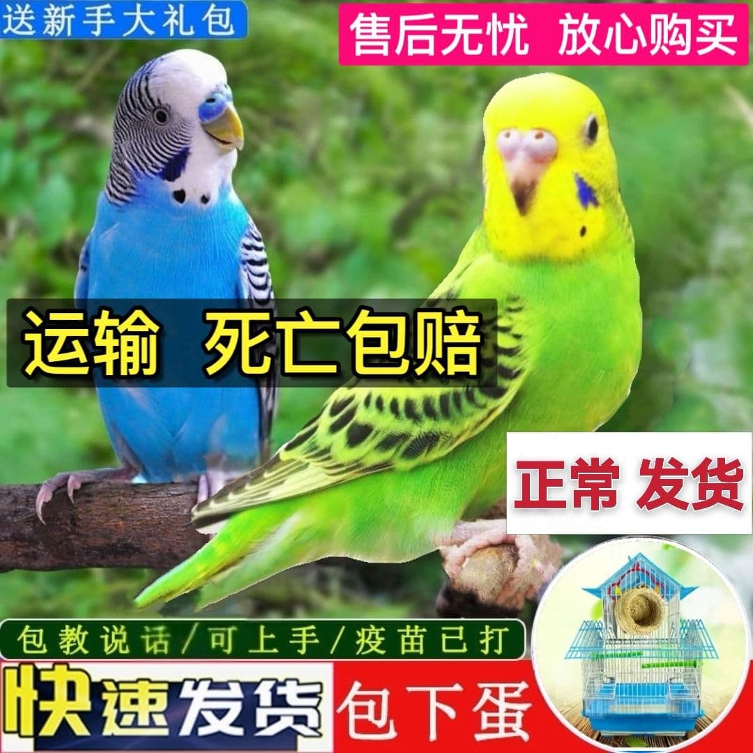 Cockatiel Live Bird, Budgie, Medium to Large Parrot, Crested Parrot, Hand-Tame Live Parrot