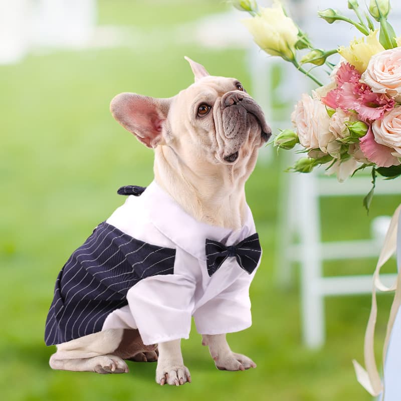 Spring and Summer Thin Suit Shirt, Wedding Dress for Pets, Dogs, Cats, Teddy, Large Breeds