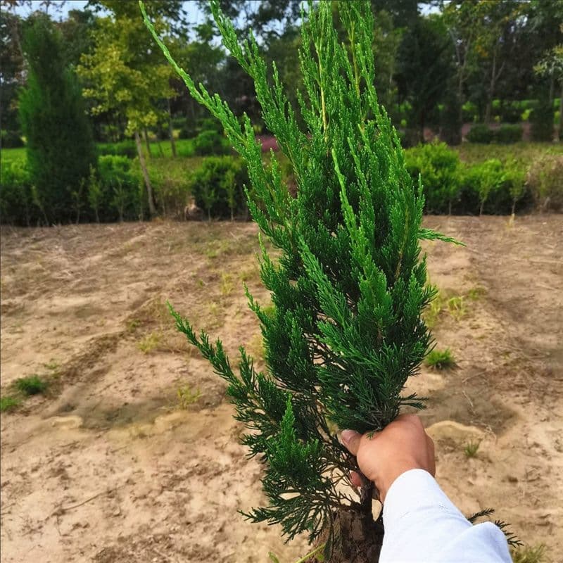 Dragon Juniper Seedlings, Dragon Juniper Saplings, Cypress Balls, Small Dragon Juniper Balls, Hedge Greening, Cold-Resistant, Evergreen, Cold-Tolerant