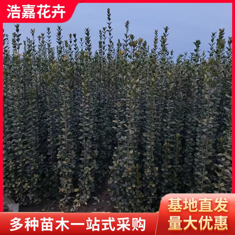 Hokkaido Boxwood Saplings, Greening Seedlings for Street Trees, Fence, Courtyard, Hedge, and Roadside Greening