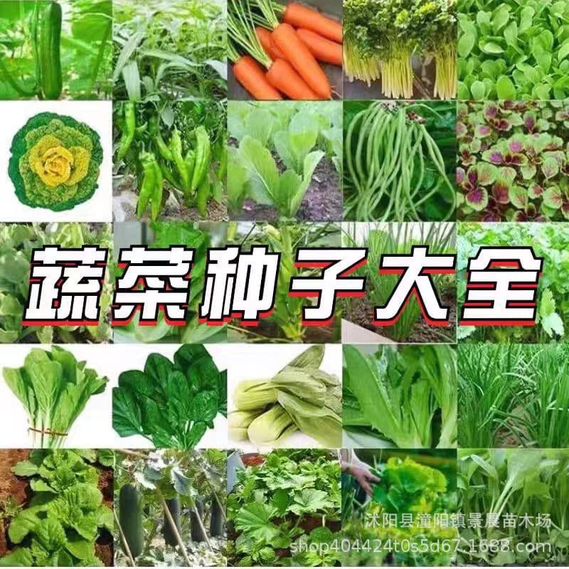 Vegetable seeds for all seasons, easy-to-grow vegetables for balconies and courtyards, vegetable seeds for gardens.
