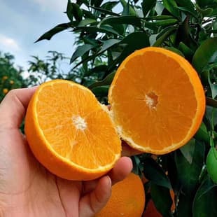 Navel Orange Seedlings Newhall Navel Orange Grafted Orange Tree Seedlings Suitable for Southern and Northern Planting Fruit Tree Seedlings Bear Fruit in the Same Year