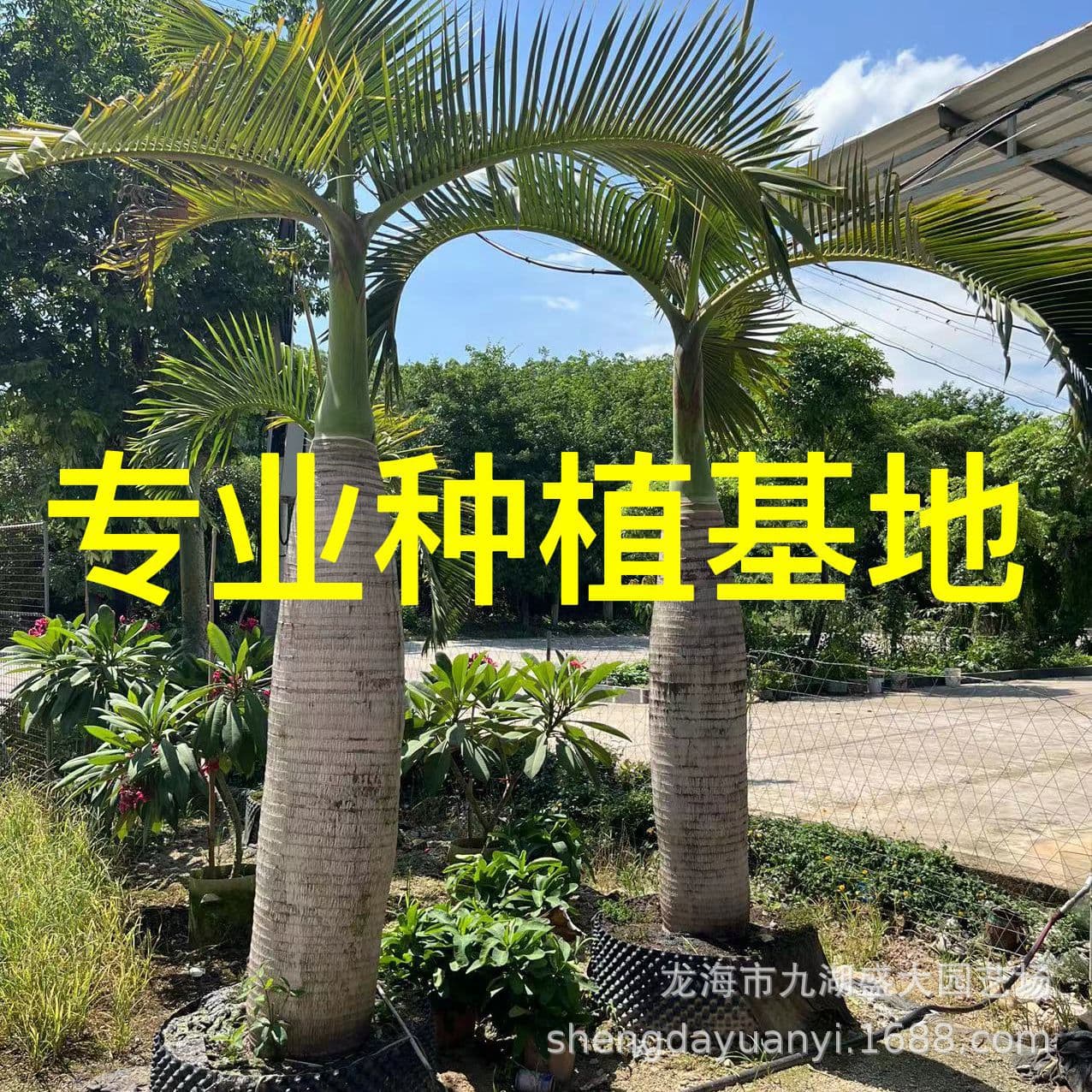 Fujian Bottle Palm Price Zhejiang Bottle Palm Tree Wholesale Hainan Bottle Palm Quotation