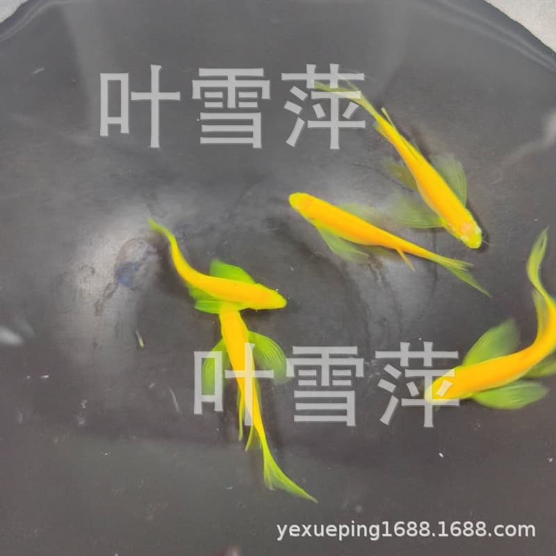 Emerald Butterfly Lemon Zebrafish Live Fluorescent Freshwater Planted Tank Fish Tropical Ornamental Fish Farm Wholesale Aquarium