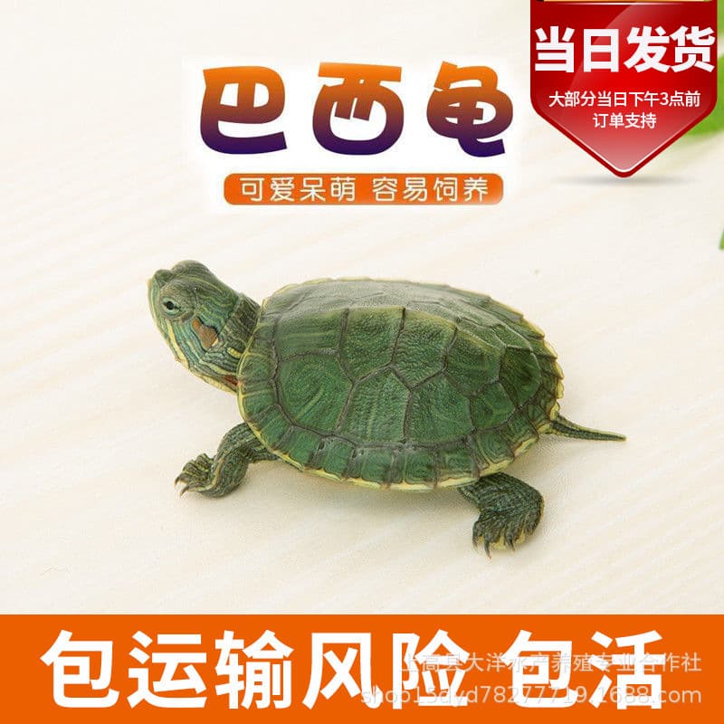 Live Turtle, Large Brazilian Turtle, Small Pet Turtle, Longevity Ornamental Turtle, Water Turtle Wholesale
