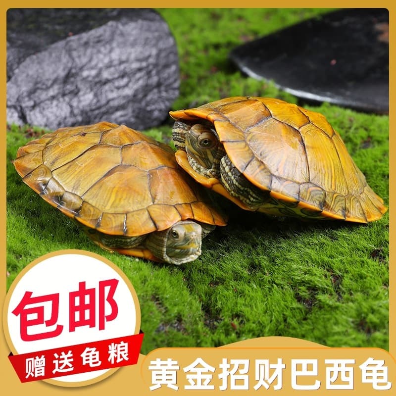 Factory wholesale Brazilian turtle small turtle live ornamental pet turtle large turtle water turtle red-eared slider golden Brazilian turtle