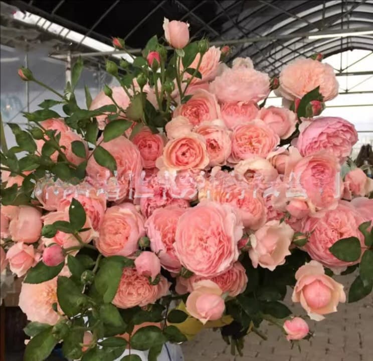 Red Rose Seeds 200 Pcs, Green Plant Potted Flower Seeds for Garden and Ground Planting, Four Seasons