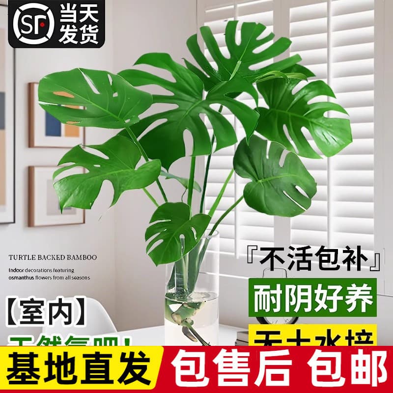 Hydroponic plants indoor large potted plants living room office large leaf green plants are good for feeding lazy people and good for all seasons