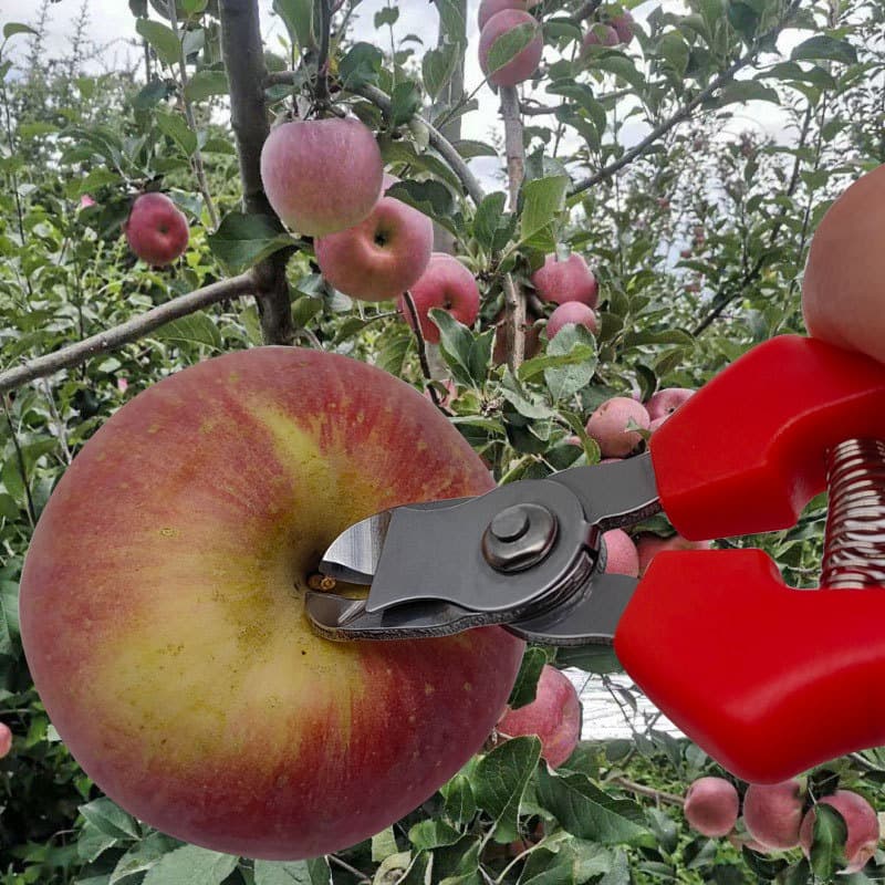Stainless steel fruit shears, scissor cutters, apple shears, fruit picking shears, concave sparse fruit shears, old-fashioned scissor cutters
