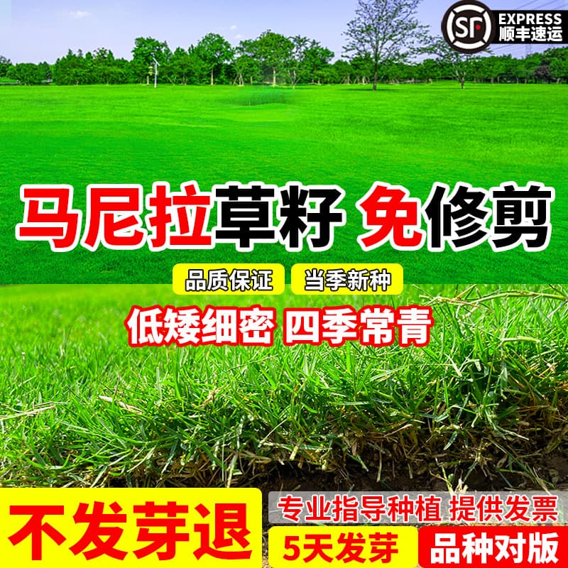Manila Grass Seed, Pure Seed, Dwarf, Drought Tolerant, No-Mow for Slope Protection, Evergreen Courtyard Landscaping Lawn Seed