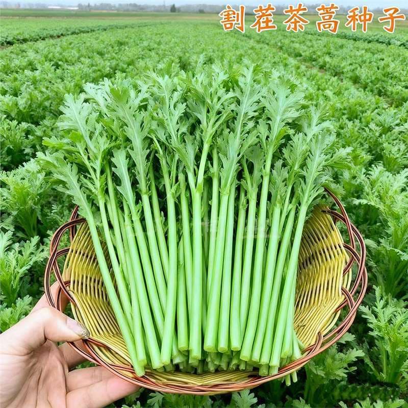 Garland Chrysanthemum Seeds, Emperor Vegetable Seeds, Smooth-Stem Crown Daisy, Four-Season Sowing, Balcony Pot, Garden Vegetable Seeds
