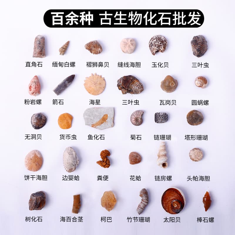 Fossil specimens, paleontology fossils, teeth, brachiopods, echinoderms, wolf-fin fish plant fossils, raw stone teaching specimens
