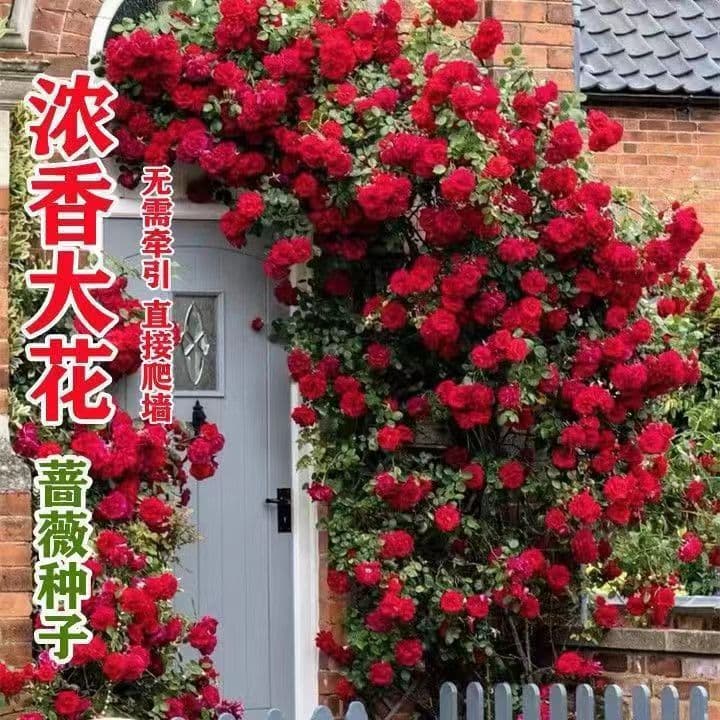 Rose Seeds - Climbing Rose, Perennial Bloom