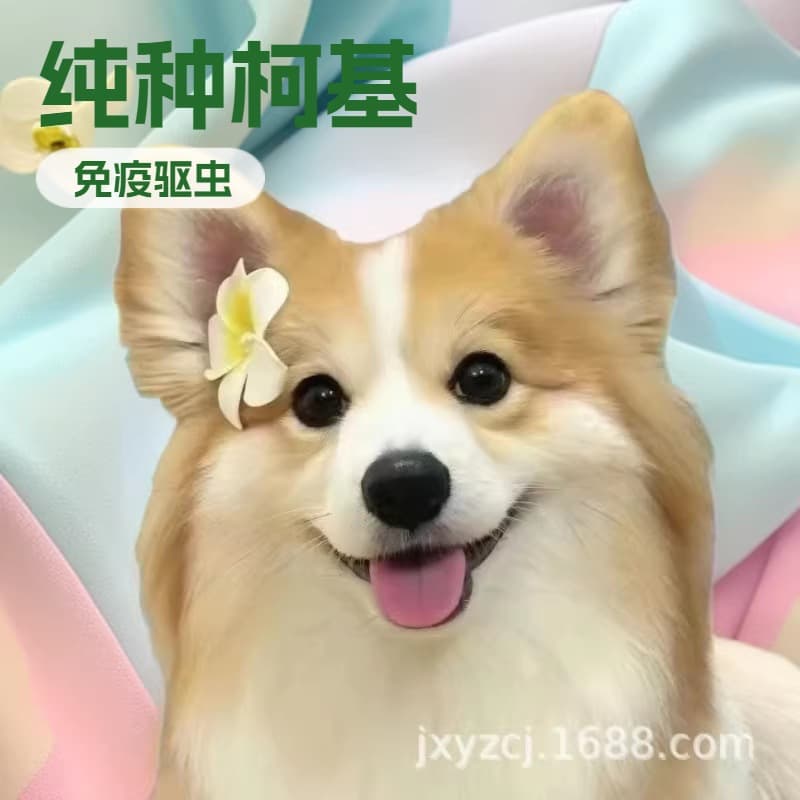 Wholesale Corgi Pet Dog Puppy Live Purebred Dog Pet Dog Corgi Small Dog Live Animal
