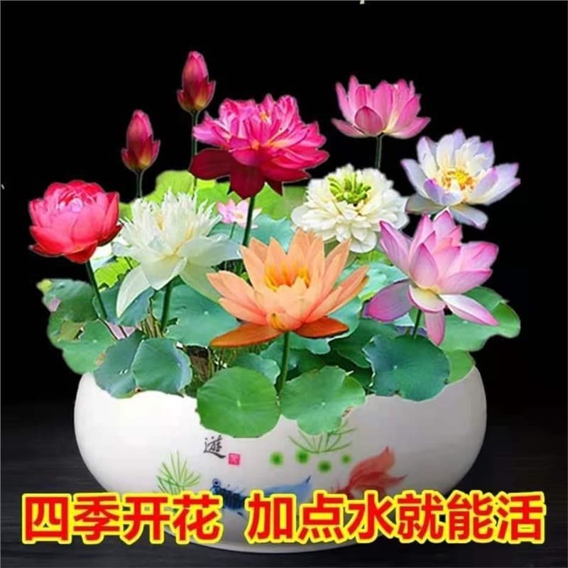 [E-commerce Dedicated] Cross-border Water Lily, Bowl Lotus, Aquatic Plant Seeds, Hydroponic Lotus Seeds