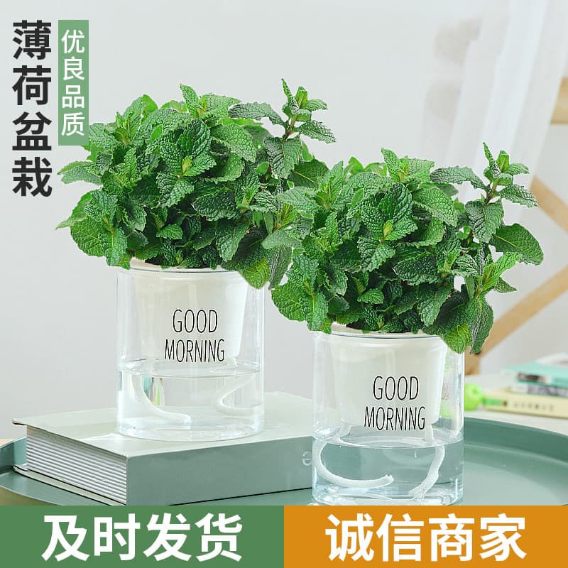 Mint Potted Plant Hydroponic Mint Leaves Fresh Edible Rosemary Mosquito Repellent Plant Indoor Green Plant Flower Lemongrass
