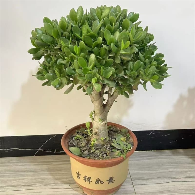 Jade plant bonsai, large indoor succulent, big old plant, flowering, cold-resistant, easy to grow, variety of flowers and seedlings.