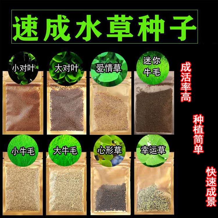 Mini Dwarf Hairgrass Wholesale Foreground Grass Large Leaf Pearl Grass Seeds Aquarium Landscaping Decor Dwarf Hairgrass Seeds In Stock