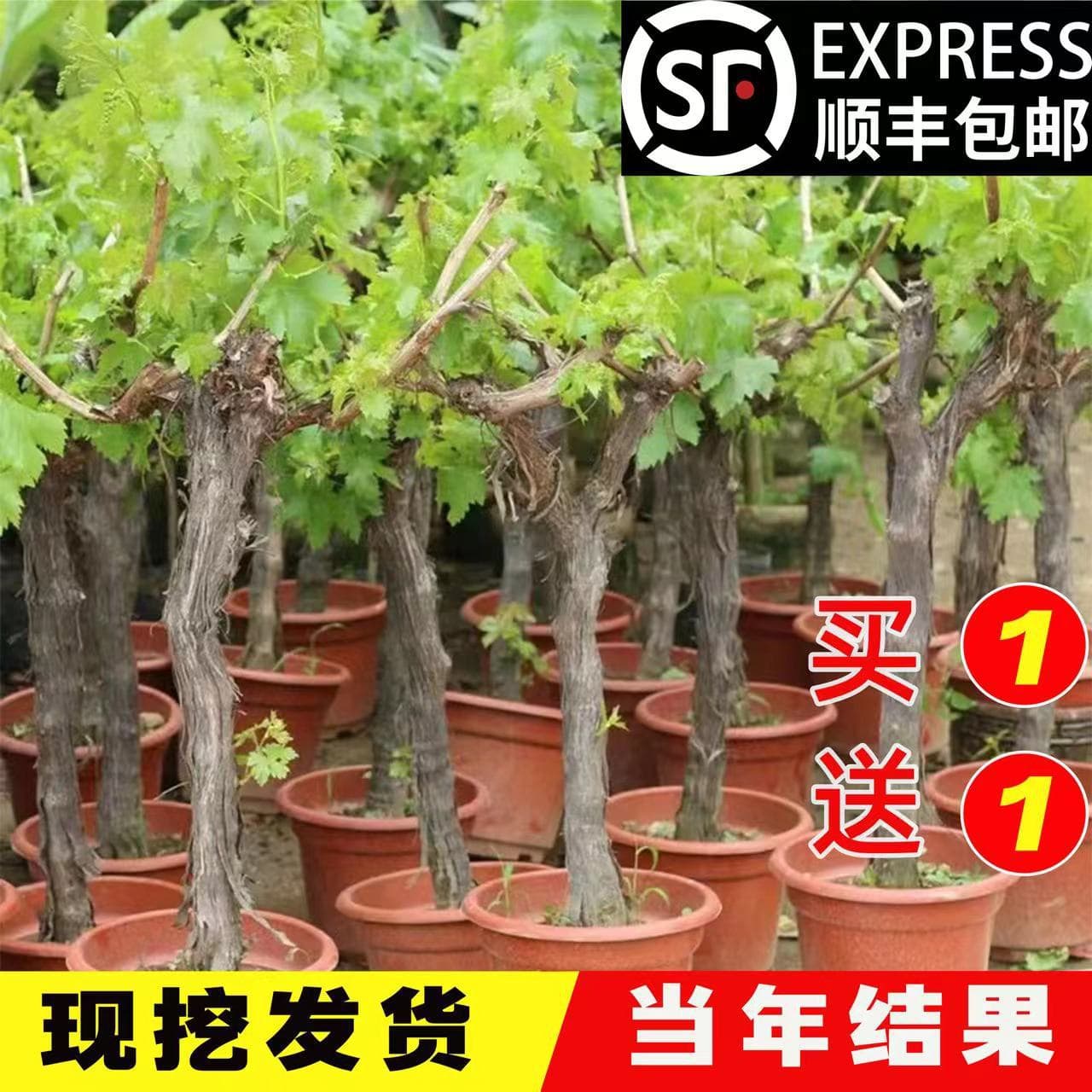 Giant Peak Grape Seedlings, Sunshine Rose, Potted, Cold-Hardy for North and South, Fruit Tree Seedlings for Courtyard Planting, Climbing Vine