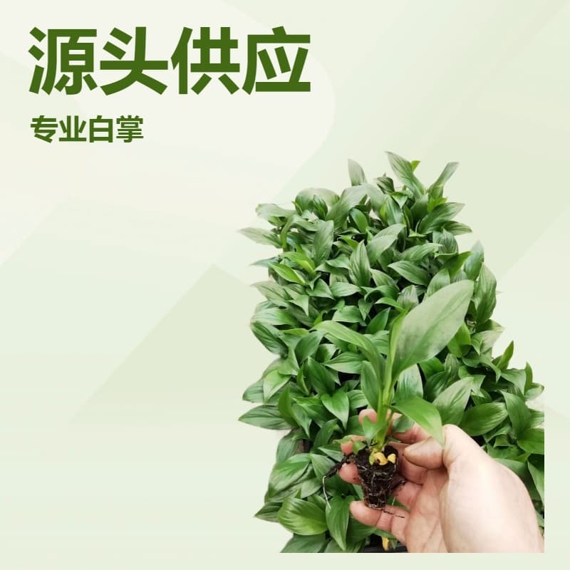 Desktop Foliage Plant White Peace Lily Queen Tissue Culture Seedling Gardening Flowers Green Plant Potted Plant Indoor All-Season Green