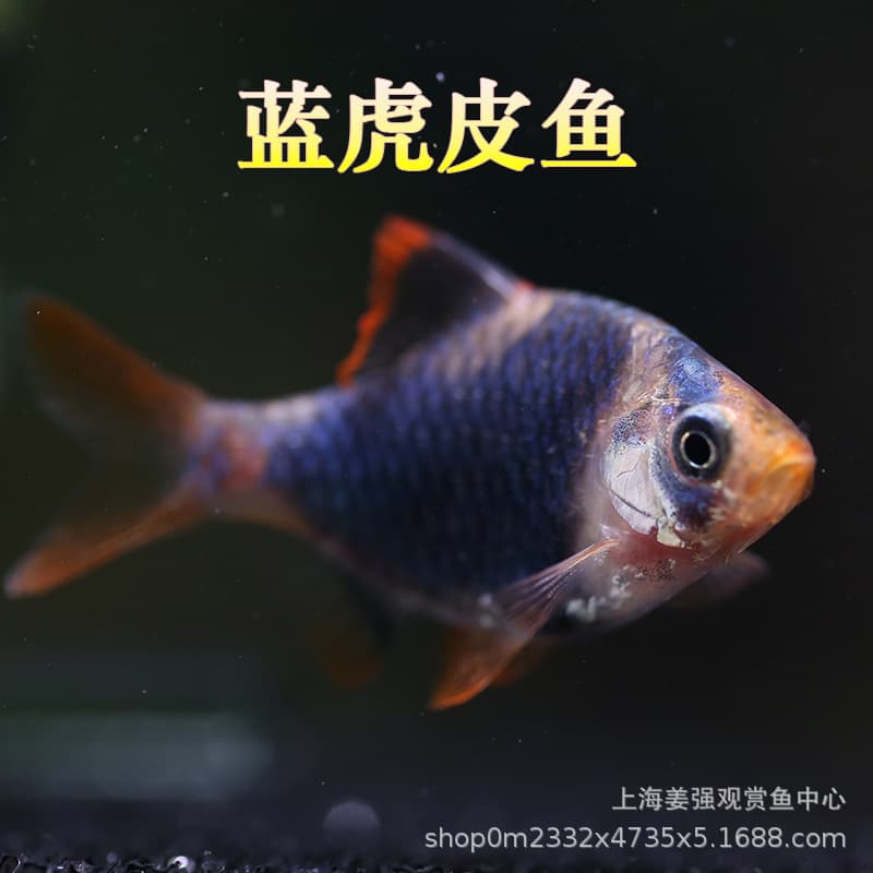 Small Fish Green Emerald Green Tiger Barb Tropical Ornamental Fish Native Schooling Fish Live Pet Pet Fish Blue Slice